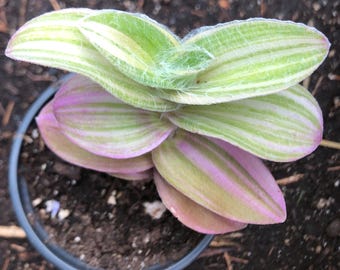 Tradescantia Sillamontana Variegata in 2 inch pot