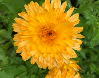 Calendula Seed Mixed Variety