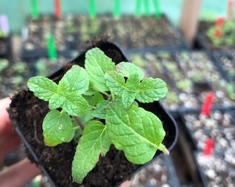 Strawberry Mint Rooted Starts in 2 inch pot