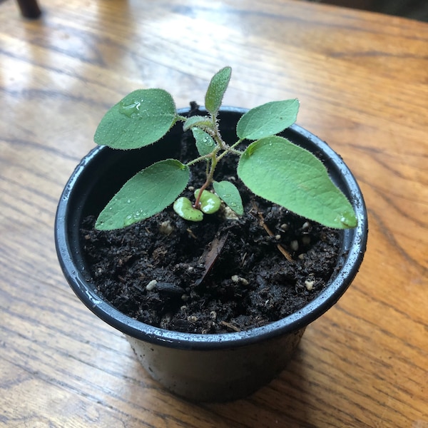 Lemon Eucalyptus Live Plant in 4” pot