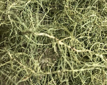 May include: Close-up of a green, wispy, dried plant with a tangled, web-like texture.