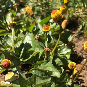 Spilanthes Toothache Plant 20-30 seeds