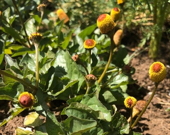 Spilanthes Toothache Plant 20-30 seeds