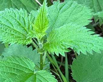Stinging Nettle(Urtica dioica)Plant Two Inch Pot