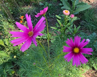 Cosmos Seeds 30+ seeds mixed pink/purple