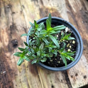 May include: A small green plant with vibrant leaves in a black plastic pot. The plant is set against a weathered wooden surface. The leaves are a bright green color, and the pot is filled with dark soil.