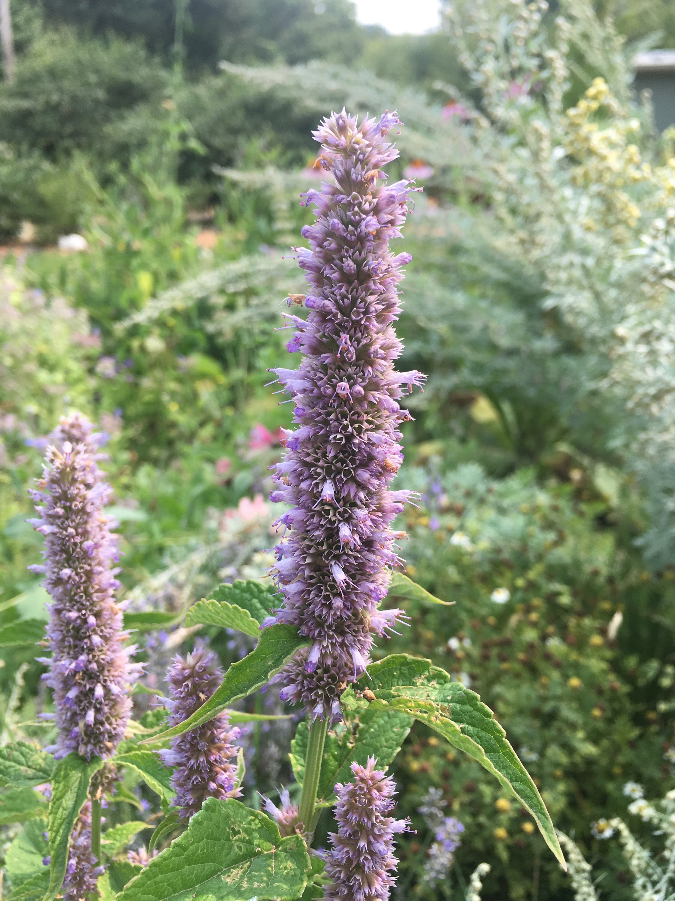 Anise Hyssop Seeds Agastache Foeniculum 25 Seeds Etsy UK