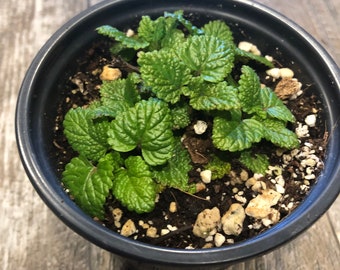 Lemon Balm Live Plant in a 4 inch Pot