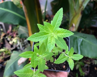 Lemon Verbena in 4 inch pot Citrodora live plant