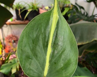 Philodendron Brasil Rooted Cutting New growth coming in potted two inch pot