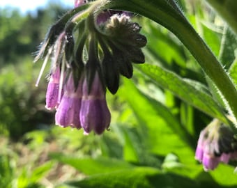 Comfrey Symphytum officinale in One Quart  pot