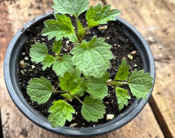 Stinging Nettle(Urtica dioica)Plant Four Inch Pot