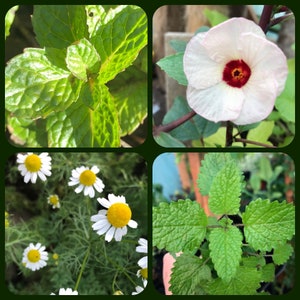 Basic Tea Herb Pack Herbal Tea for Beginners
