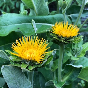 May include: Close-up of two vibrant yellow flowers with spiky petals, surrounded by large, green leaves. The flowers are in full bloom, showcasing their bright color against the backdrop of lush foliage. The image captures the natural beauty of the plants.