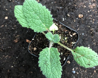 Clary Sage in two inch pot
