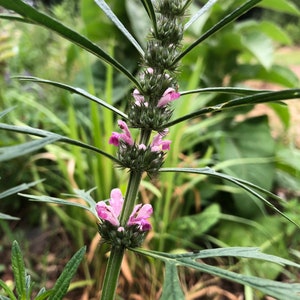 Siberian Motherwort Leonurus sibiricus Live plant in 2 inch pot