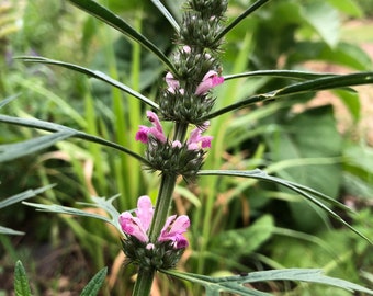 Siberian Motherwort Leonurus sibiricus Live plant in 2 inch pot