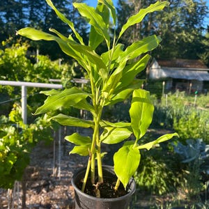 May include: A potted plant with vibrant green leaves and stems. The plant is in a black plastic pot, held against a backdrop of a sunny garden with trees and a blue sky. The leaves are long and broad, with a bright, healthy appearance.
