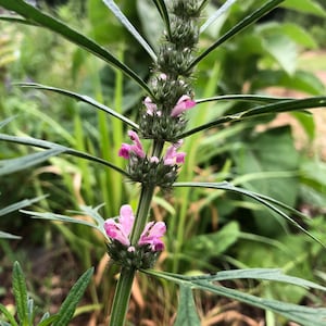 Siberian Motherwort Leonurus sibiricus  Seeds 40 seeds