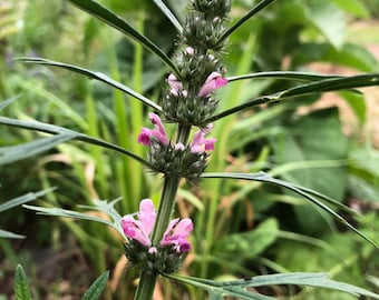 Siberian Motherwort Leonurus sibiricus  Seeds 40 seeds
