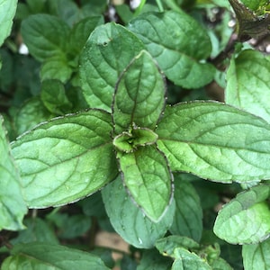 May include: Close-up of fresh mint leaves. The leaves are a vibrant green with dark purple edges and veins. Water droplets are visible on the leaves, indicating freshness. The image showcases the texture and detail of the plant, highlighting its natural beauty.