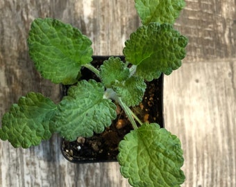 Horehound Marrubium Live Plant in 2 inch pot