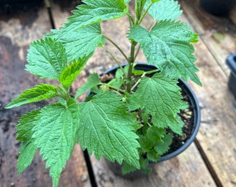 Stinging Nettle Urtica dioica Plant One Quart Pot