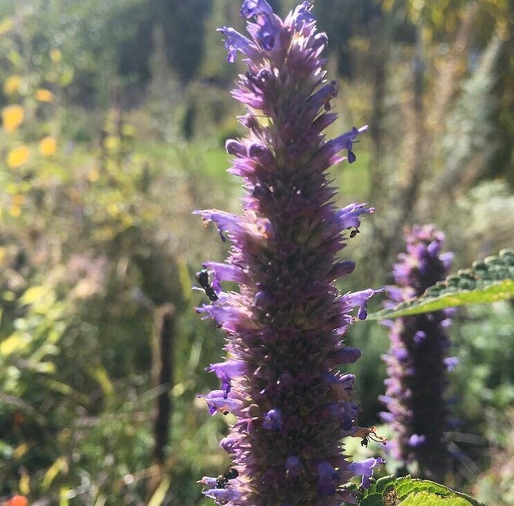 Anise Hyssop Seeds Agastache foeniculum 25 seeds Etsy