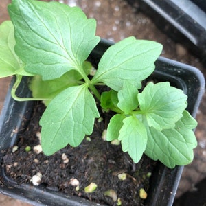 May include: A set of three ceramic mugs with a speckled, matte finish. The mugs are in shades of cream, light gray, and dark gray. Each mug has a simple, minimalist design, perfect for coffee or tea.