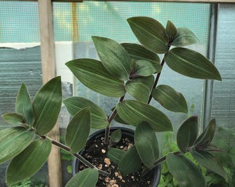 Tradescantia Baby Bunny Bellies