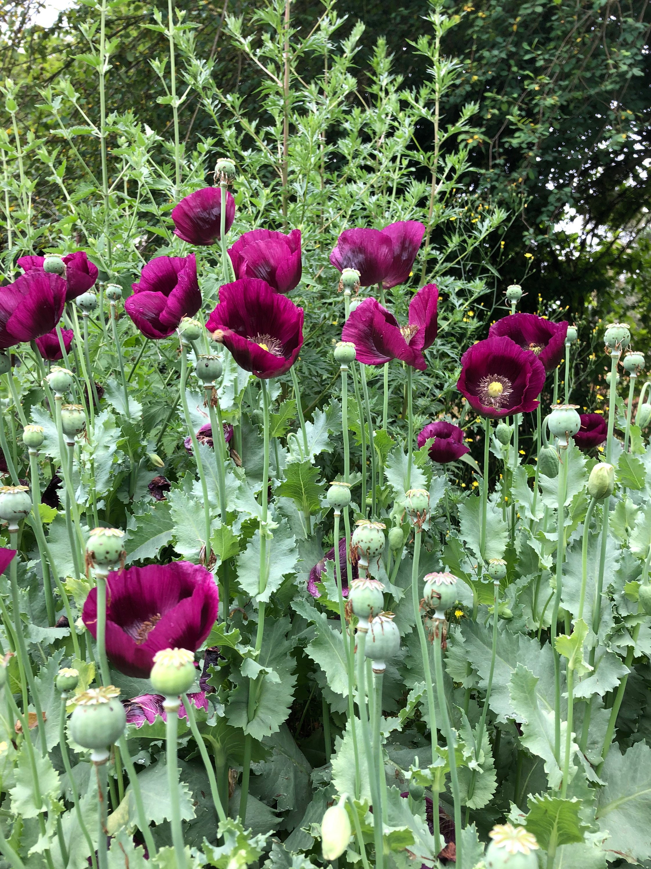 Dark Red/Purple Breadseed Poppy Pollinator Garden Papaver Etsy