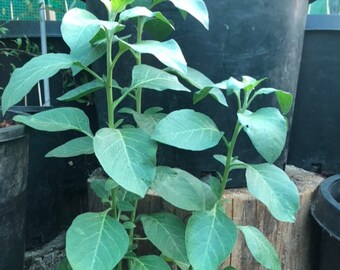 Ashwagandha Whitania Somnifera Seeds