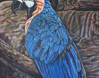 コンゴウインコ　絵画 楽天市場】カラフルオウム プンゴセカンスタイル 52X42