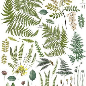 Fronds Botanical IOD - Vintage Transfer 88,9 x 57,4 cms.