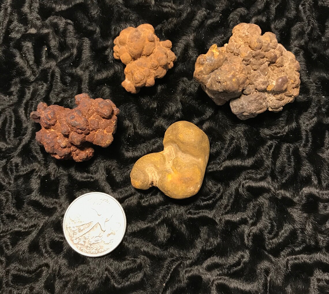 coprolite value