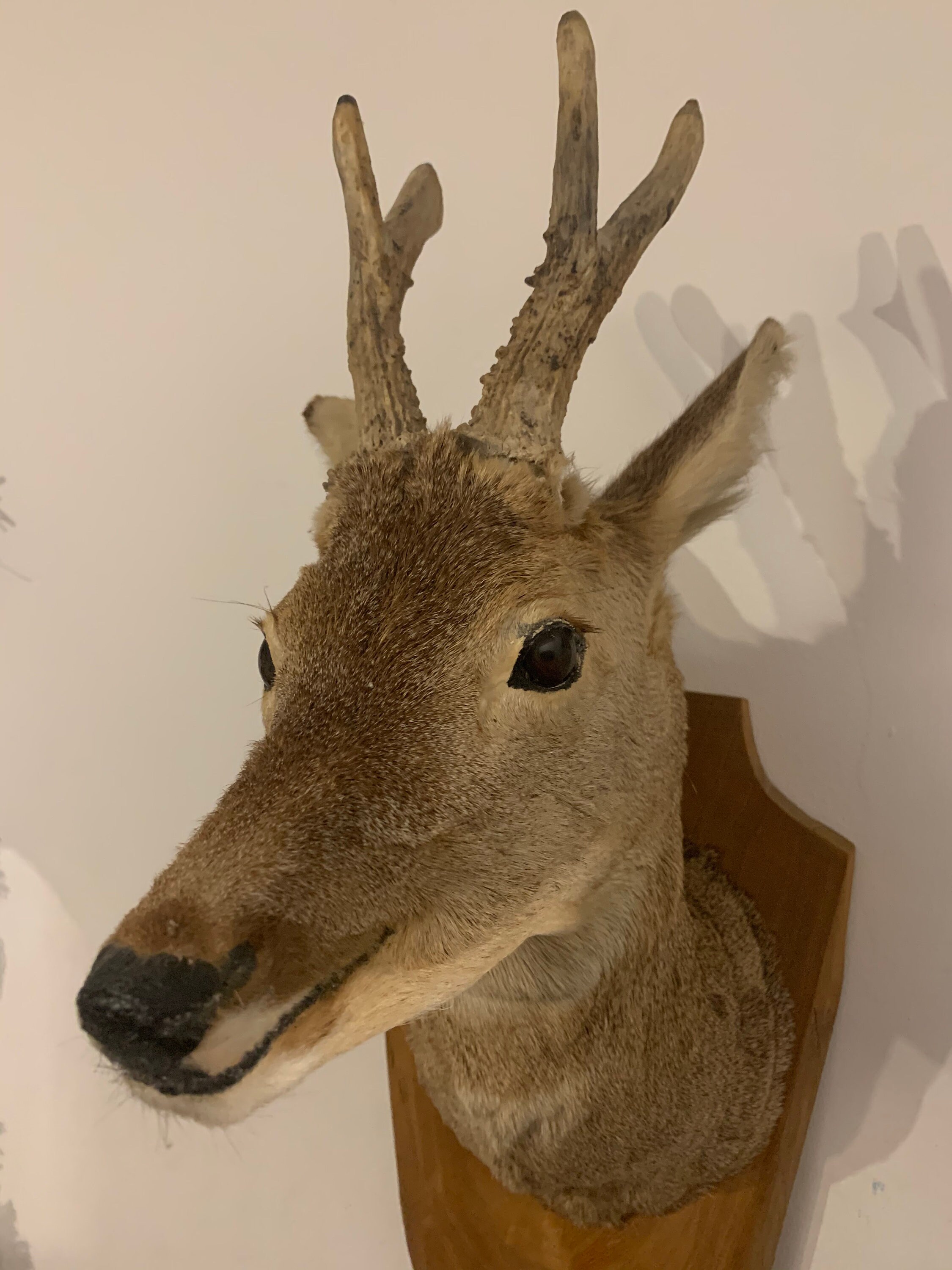 Taxidermie Vintage Chère Tête sur Monture en Bois avec Des Bois