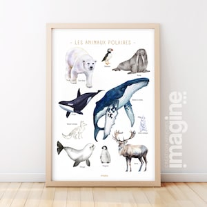Poster animali polari – Balena, orso polare, pinguino, foca – Poster educativo sugli animali – Decorazione per bambini e adolescenti