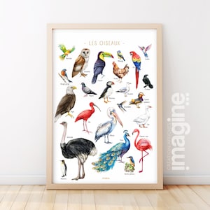 Poster Uccelli multicolori del mondo – Illustrazione educativa e decorativa – Camera da letto per bambini e adolescenti – Creazione francese