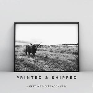May include: Black and white photograph of a Highland cow standing in a field of tall grass. The cow is looking directly at the camera.