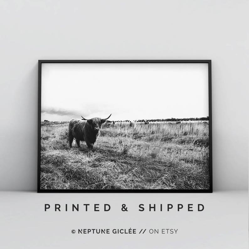 May include: Black and white photograph of a Highland cow standing in a field of tall grass. The cow is looking directly at the camera.