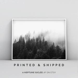 May include: Black and white photograph of a misty forest with tall trees. The image is framed in a white frame.
