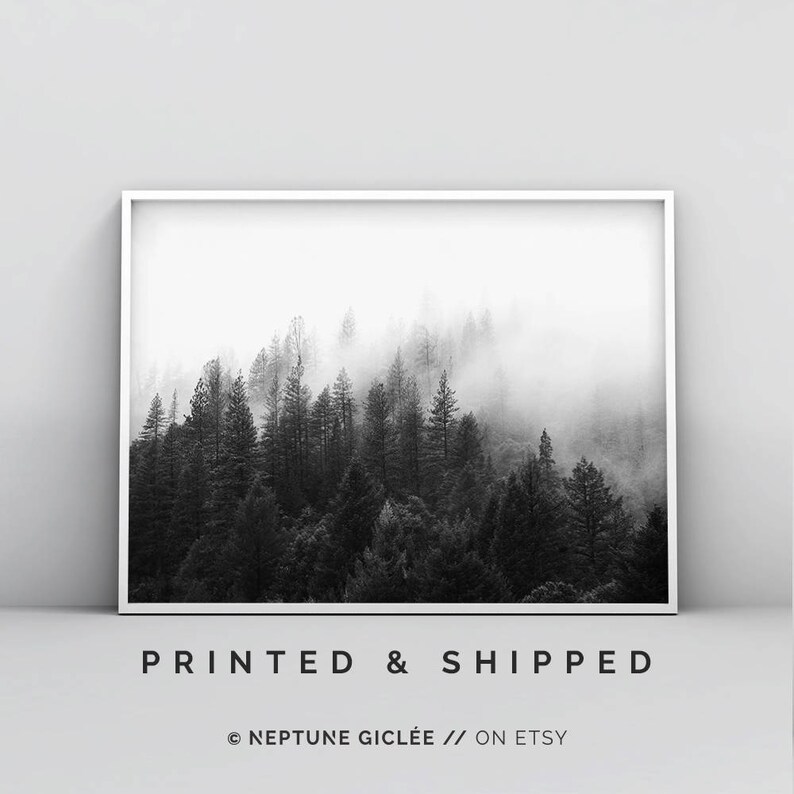 May include: Black and white photograph of a misty forest with tall trees. The image is framed in a white frame.