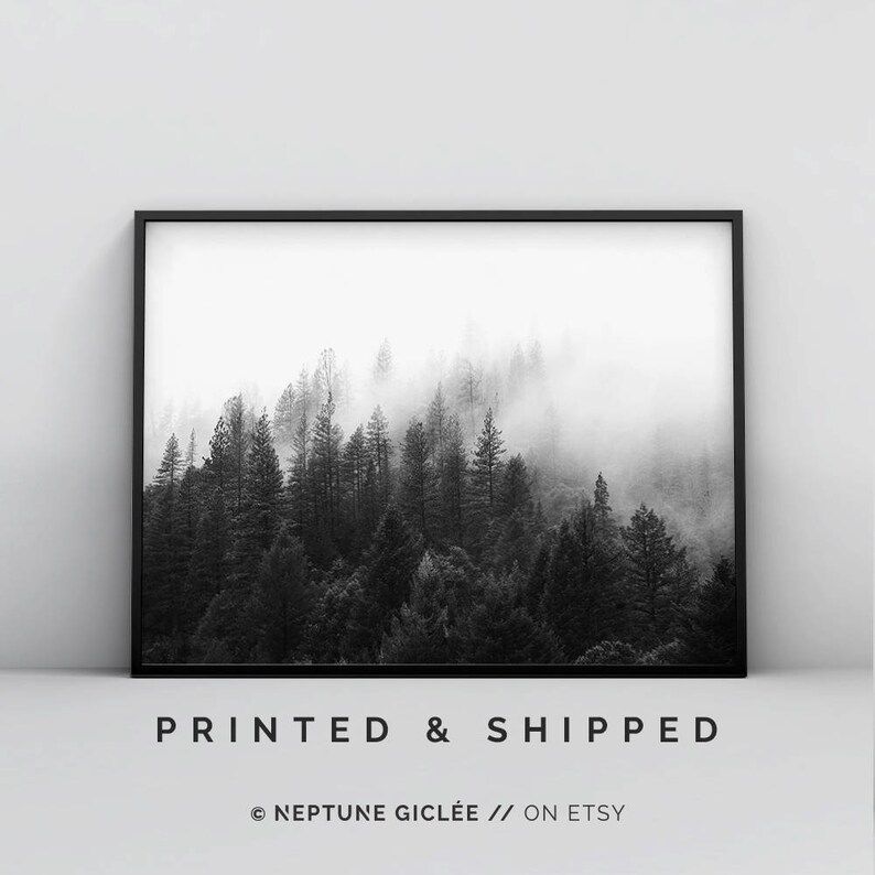 May include: Black and white photograph of a foggy forest. The trees are tall and slender, and the fog is thick and swirling. The image is framed in a black frame.