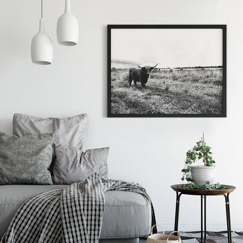 May include: Black and white photograph of a Highland cow standing in a field of tall grass. The cow is looking directly at the camera.
