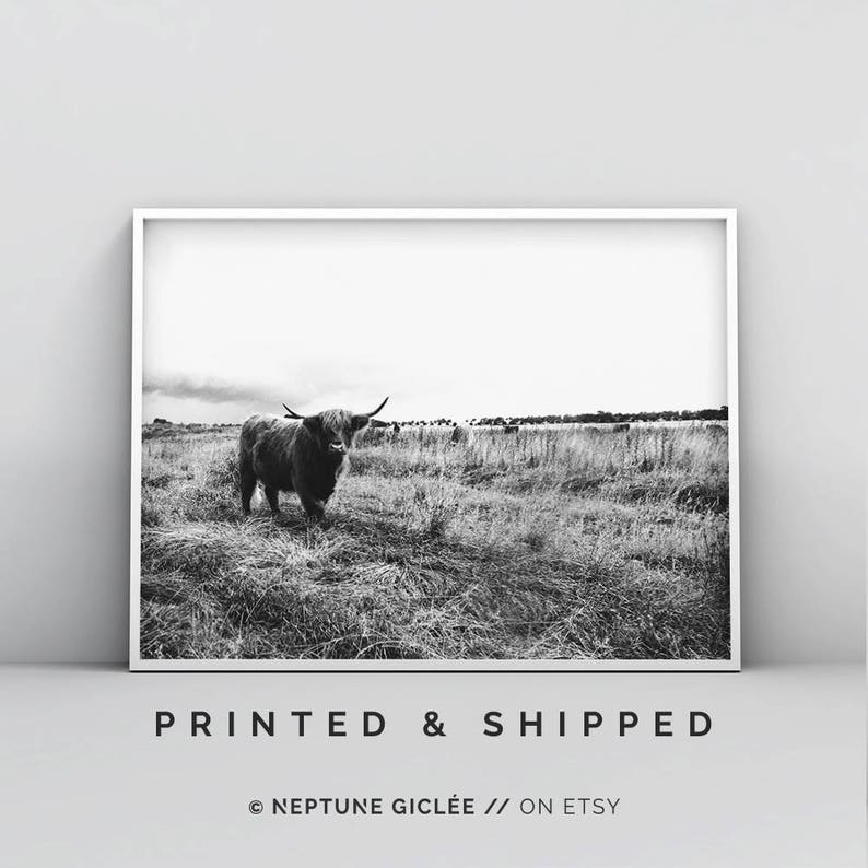 May include: Black and white photograph of a Highland cow standing in a field of tall grass.