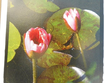 Water Garden Series, Variety 12 Pak, Original, Waterlilies Floral, Enhanced Photography, Notecards, Printed on card stock, 4.25in x 5.5in