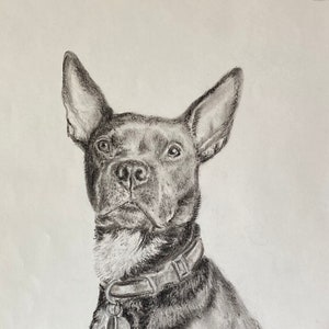 Custom Conte Crayon Pet Portrait