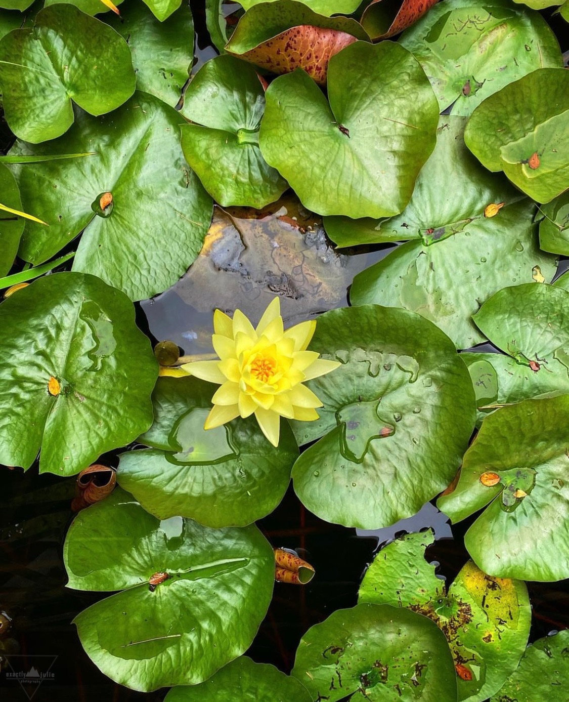Lotus Flower Lily Pads - Boothbay Botanical Gardens  Maine Photography