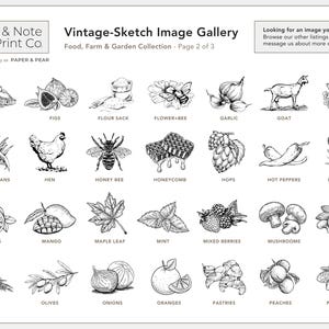 Vintage-Sketch Honey Labels • Personalized • Water and Oil Resistant • by Nest & Note Print Co. (Paper + Pear) image 7
