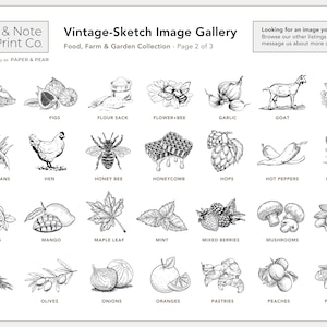 Vintage-Sketch Apple Product Labels • Custom Stickers for Packaging, Bottles, and Mason Jars • by Nest & Note Print Co. (Paper + Pear) zdjęcie 8